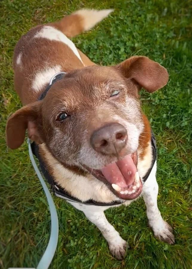 Henri, male Mixed Breed for adoption at Amigo Fiel Bombarral