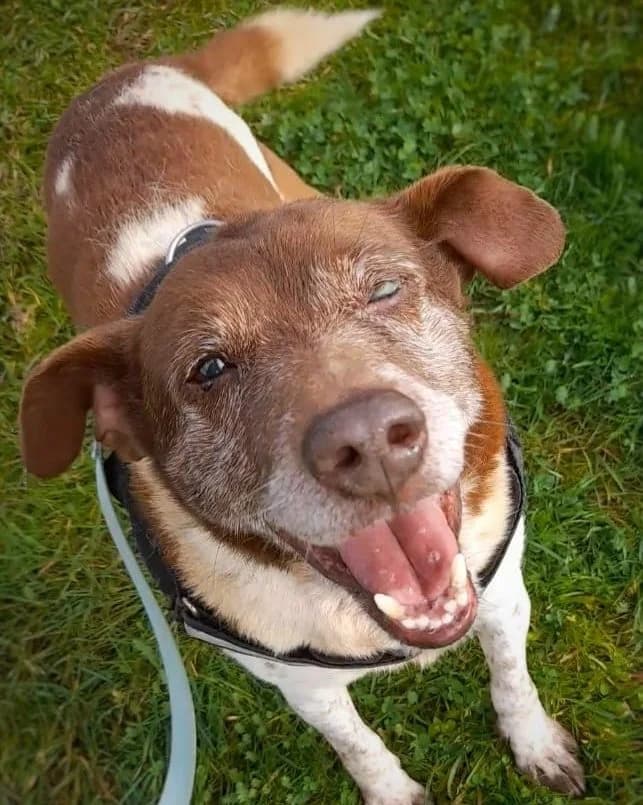 Henri, male Mixed Breed for adoption at Amigo Fiel Bombarral — photo 2 of 3