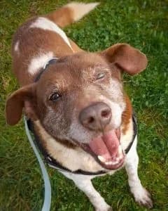 Henri, male Mixed Breed for adoption at Amigo Fiel Bombarral — photo 3 of 3