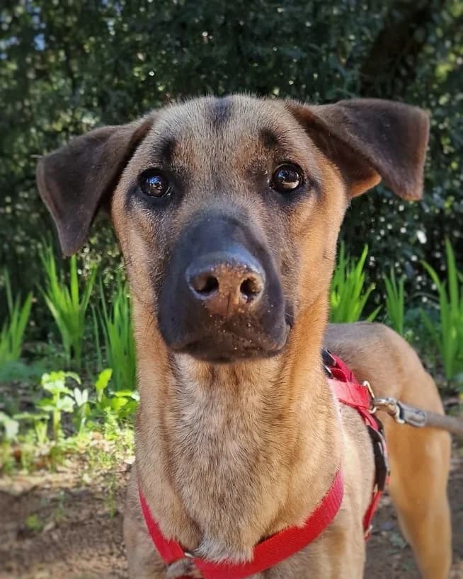 Jack, male Mixed Breed for adoption at Amigo Fiel Bombarral