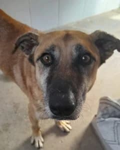 Kika, female Mixed Breed for adoption at Amigo Fiel Bombarral — photo 2 of 2