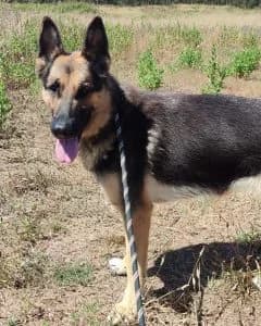 Lory, female Mixed Breed for adoption at Amigo Fiel Bombarral — photo 2 of 2