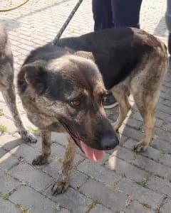 Lucy, female Mixed Breed for adoption at Amigo Fiel Bombarral — photo 2 of 2