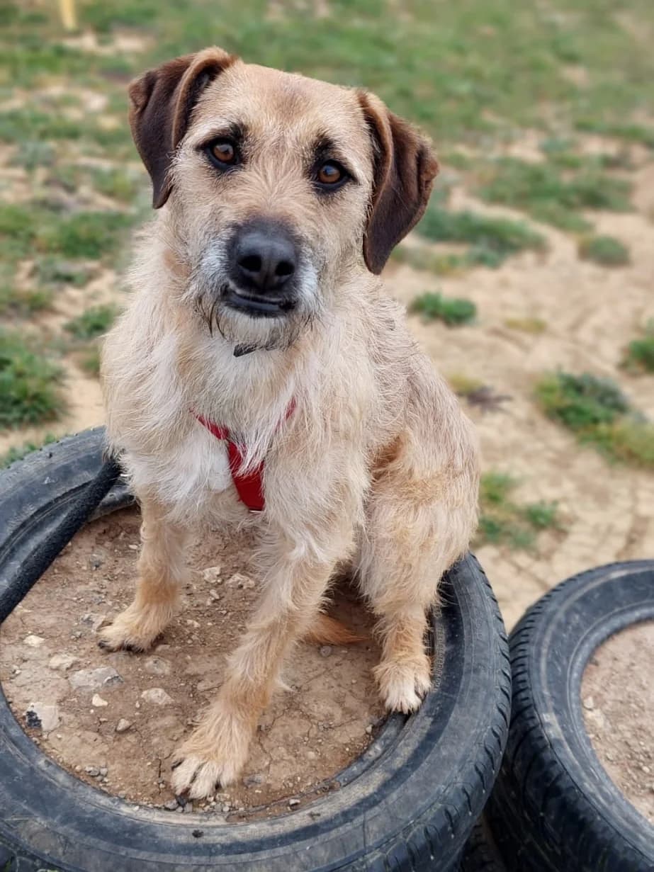 Mailo, male Mixed Breed for adoption at Amigo Fiel Bombarral