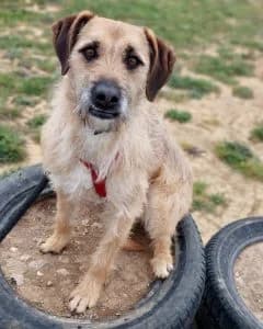 Mailo, male Mixed Breed for adoption at Amigo Fiel Bombarral — photo 3 of 3