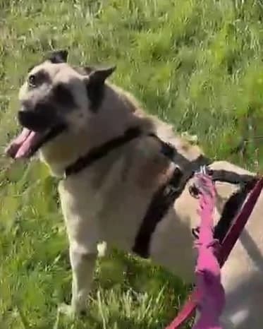 Mama, female Mixed Breed for adoption at Amigo Fiel Bombarral
