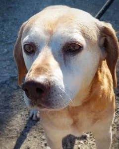 Maria, female Mixed Breed for adoption at Amigo Fiel Bombarral — photo 2 of 2