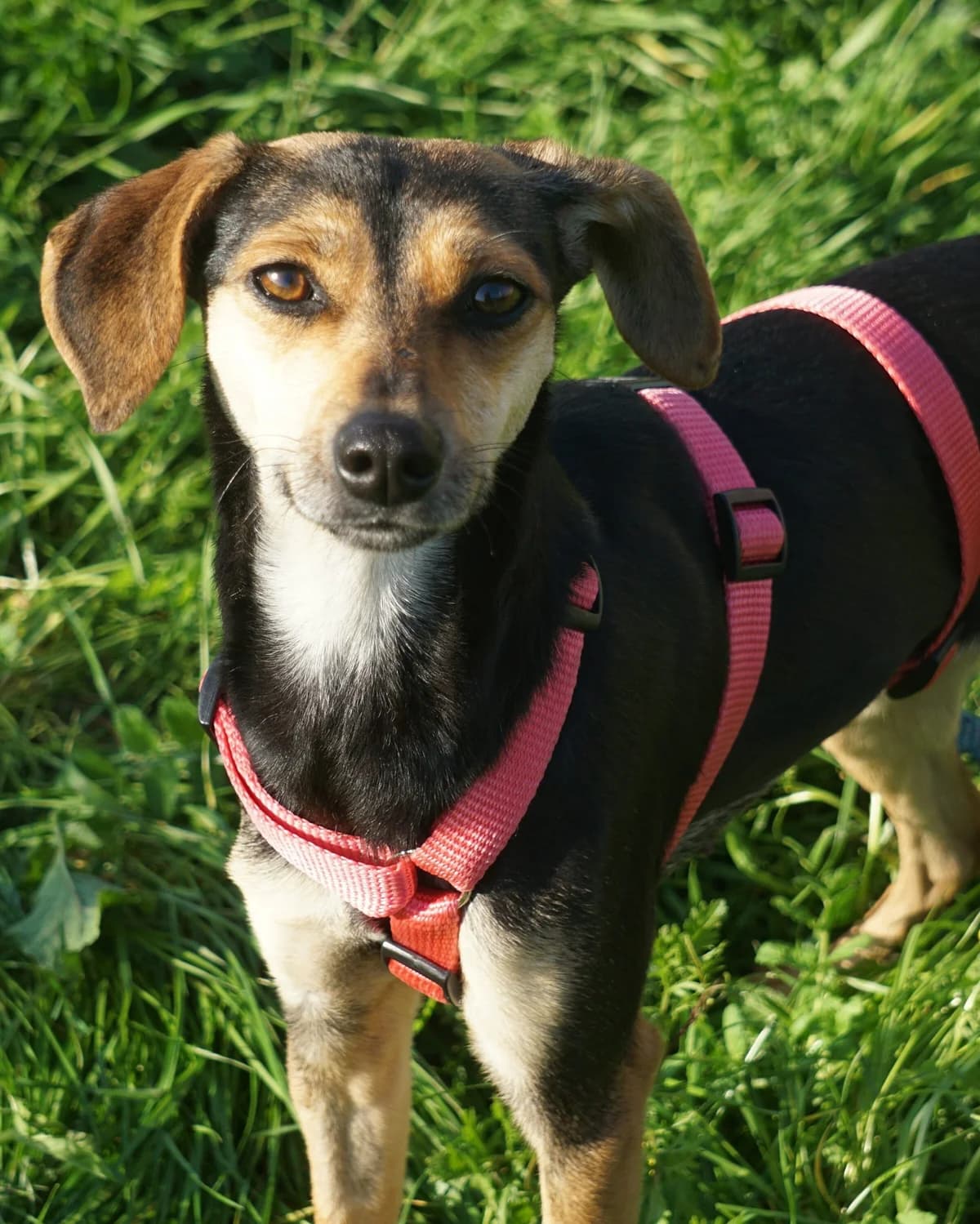 Nala, female Mixed Breed for adoption at Amigo Fiel Bombarral