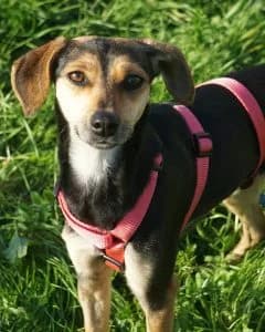 Nala, female Mixed Breed for adoption at Amigo Fiel Bombarral — photo 3 of 3