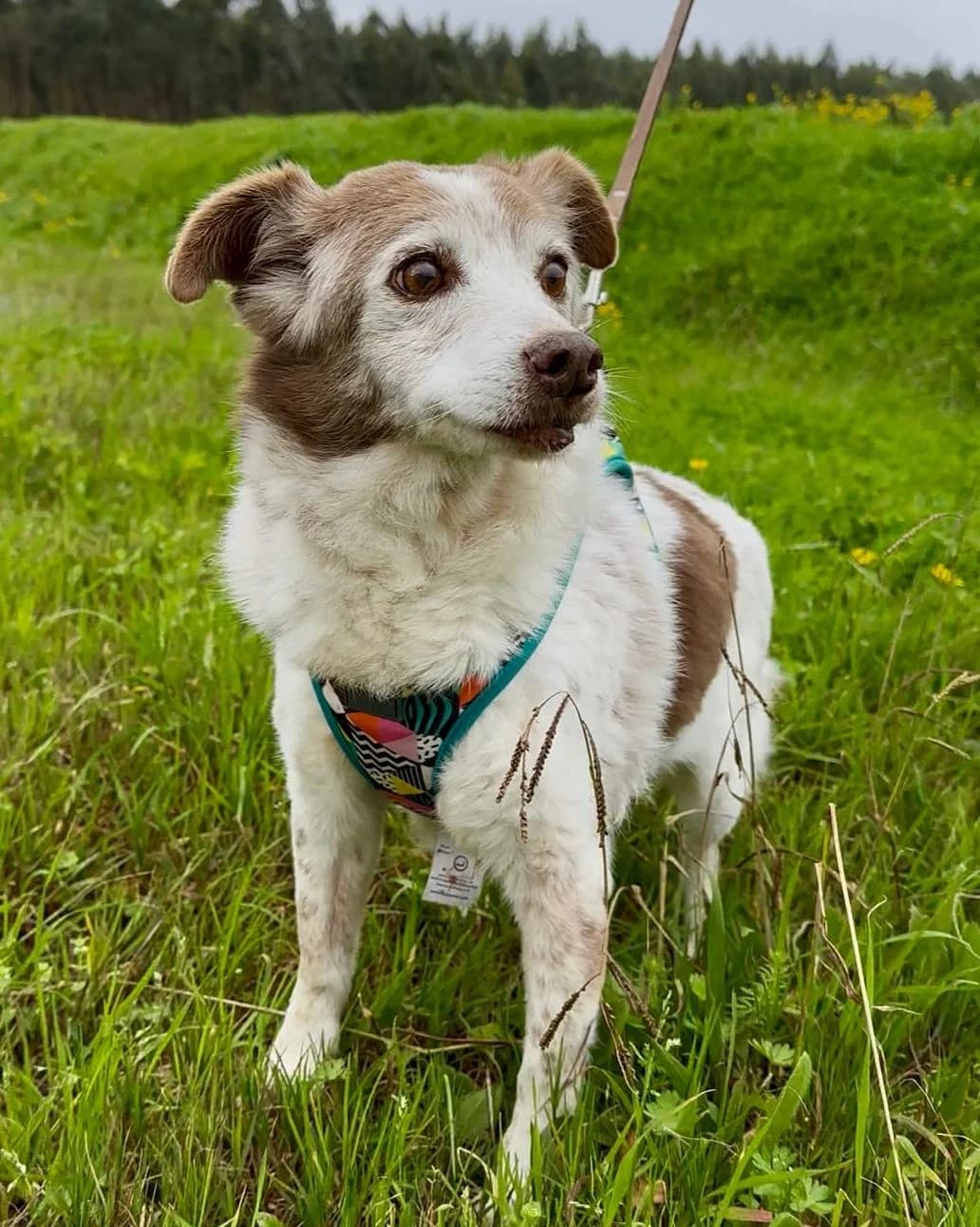 Nora, female Mixed Breed for adoption at Amigo Fiel Bombarral