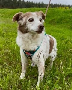 Nora, female Mixed Breed for adoption at Amigo Fiel Bombarral — photo 2 of 2