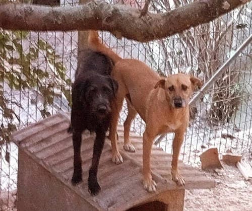Iury e Inggue irmãos, Mixed Breed (ANA Santa Comba Dão)