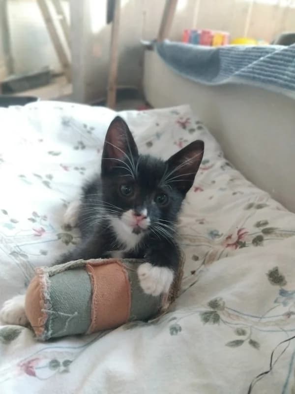 Heathcliff, male puppy Mixed Breed for adoption at ANA Santa Comba Dão