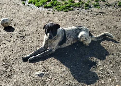 Heathcliff, male Mixed Breed for adoption at ANA Santa Comba Dão