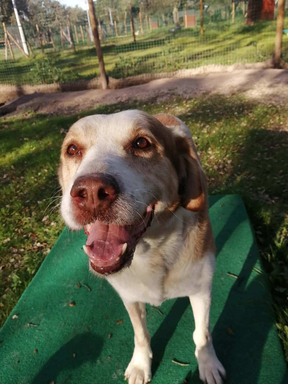 Sam, male senior Mixed Breed for adoption at Animais Sem Fronteiras