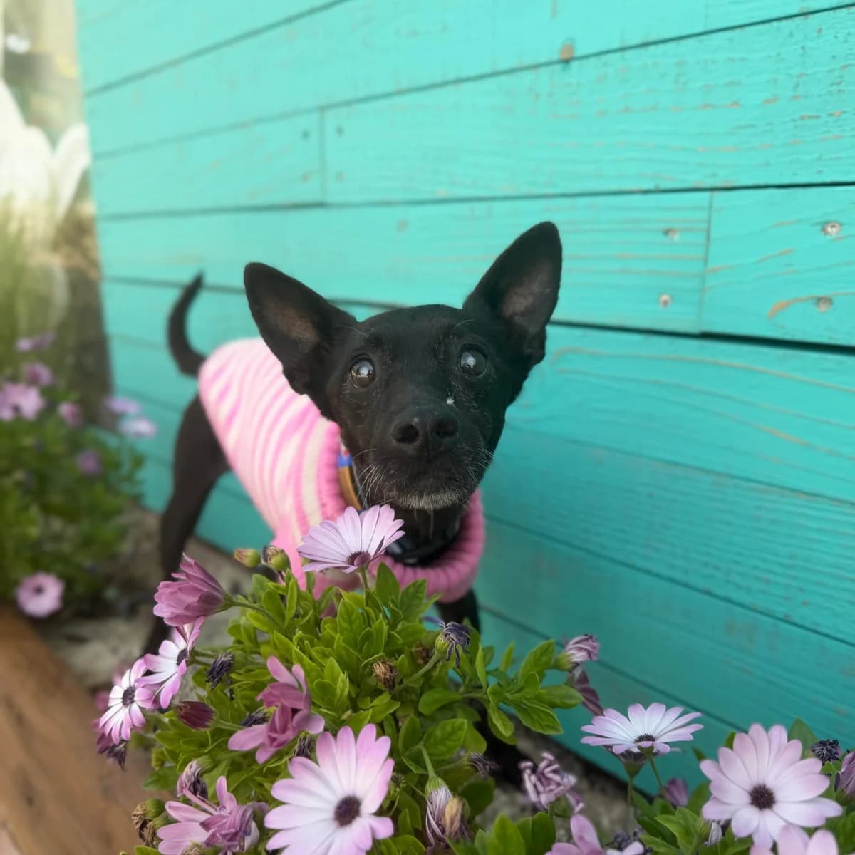 Bica, female Mixed Breed for adoption at Animal Rescue Algarve, Faro