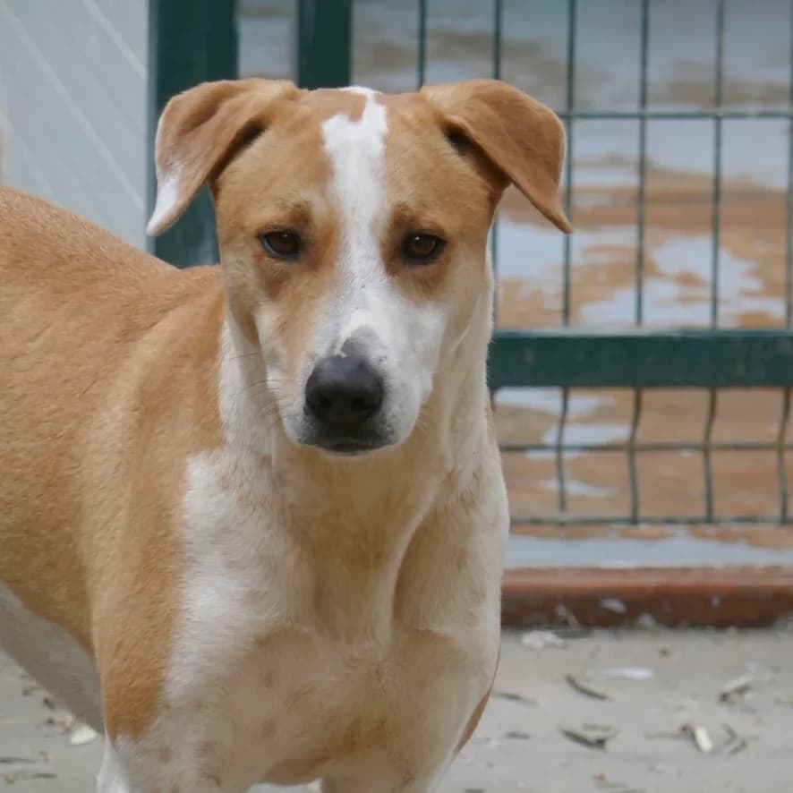 Bong, male Mixed Breed for adoption at Animal Rescue Algarve, Faro