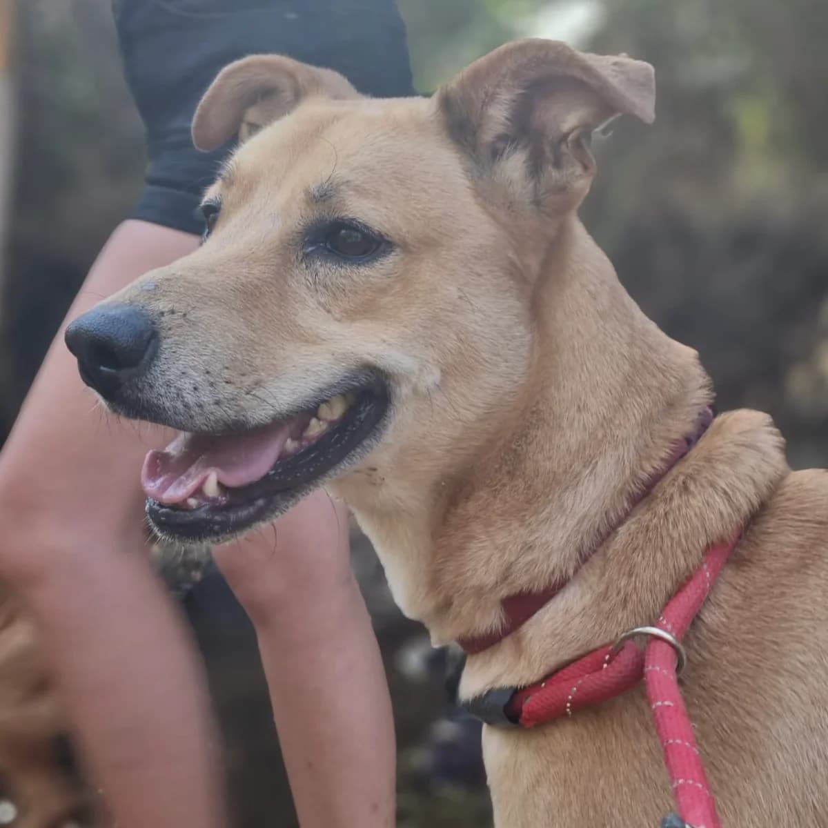 Egas, male Mixed Breed for adoption at Animal Rescue Algarve, Faro