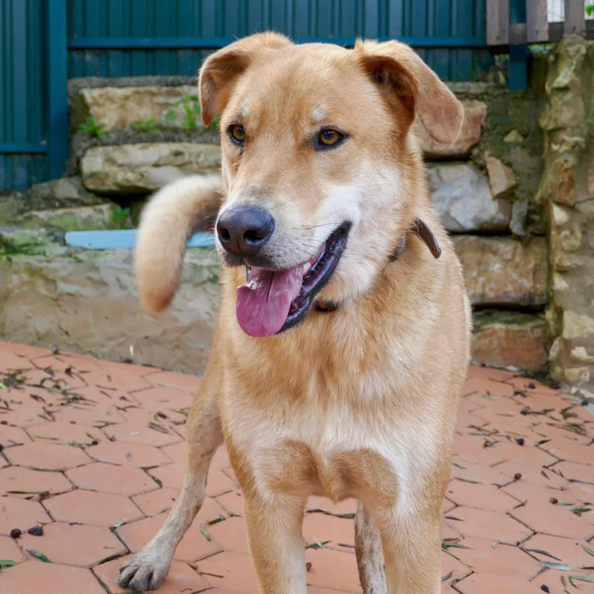 Flyn, male Mixed Breed for adoption at Animal Rescue Algarve, Faro
