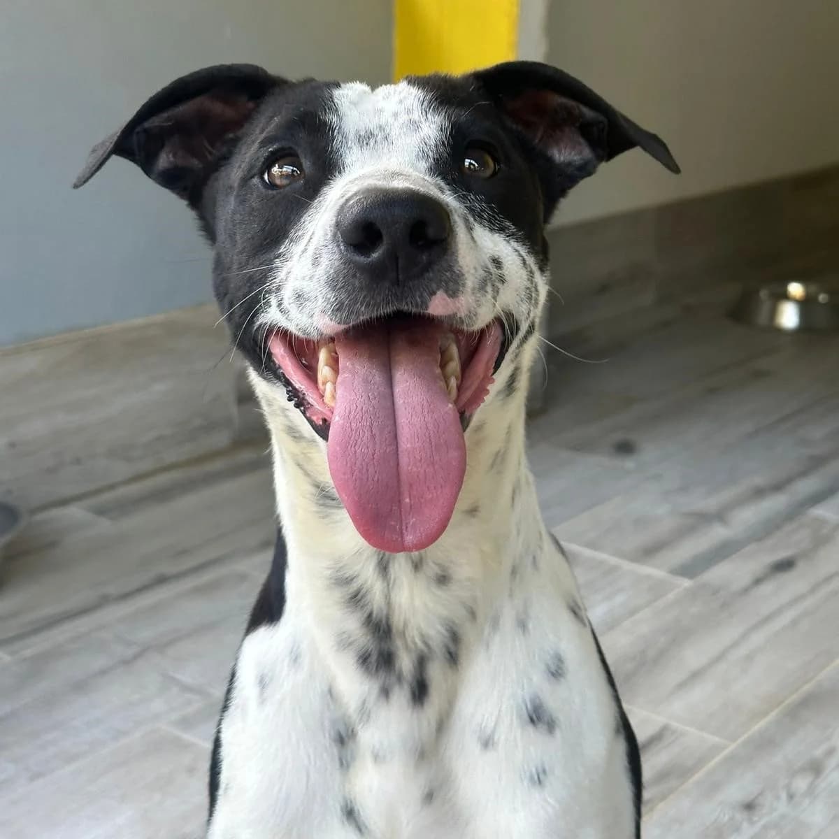 Giz, male Mixed Breed for adoption at Animal Rescue Algarve, Faro