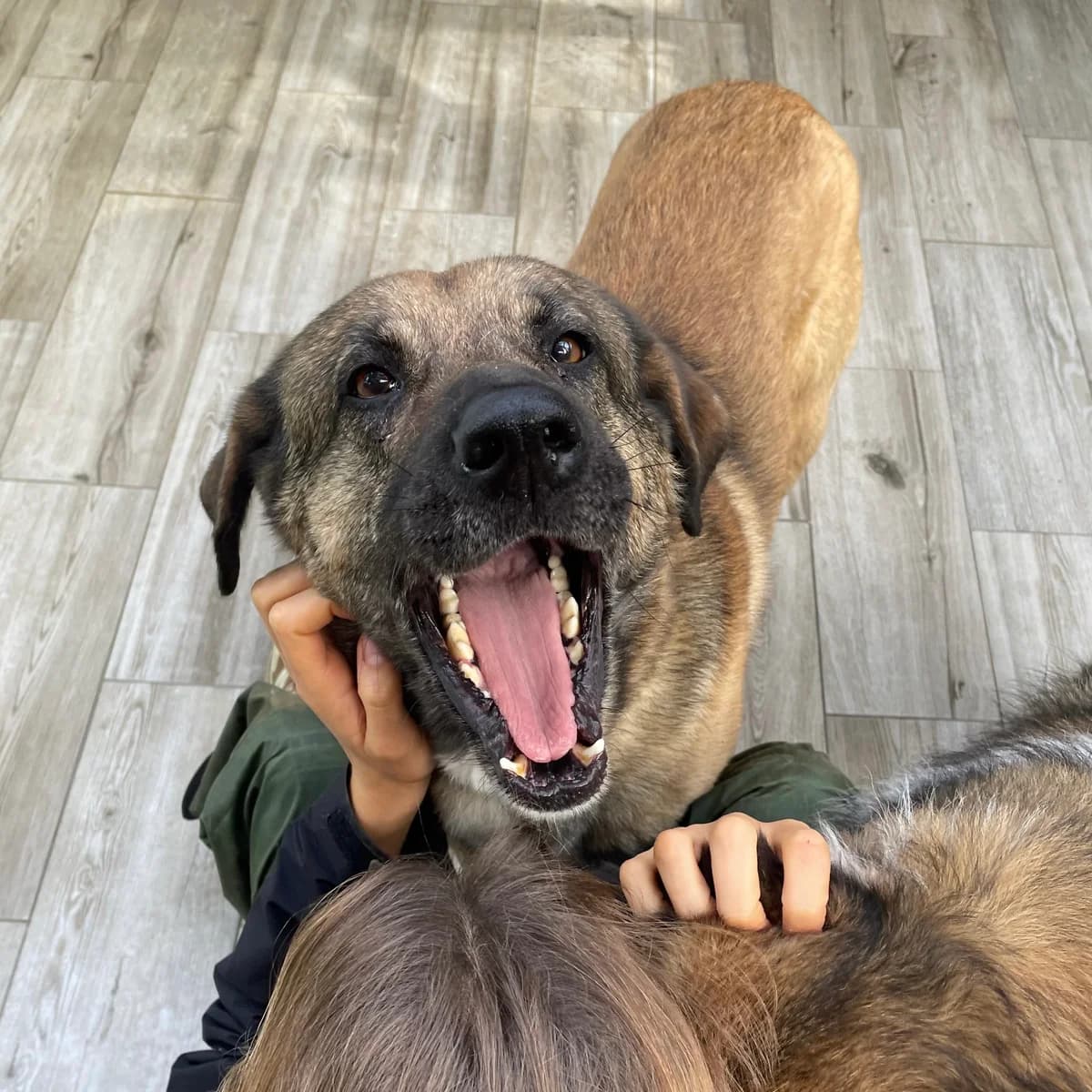 Jay, male Mixed Breed for adoption at Animal Rescue Algarve, Faro
