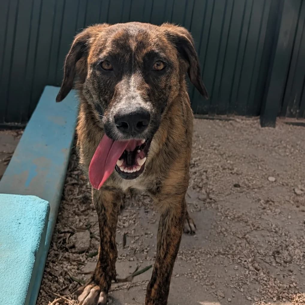 Lata, female Mixed Breed for adoption at Animal Rescue Algarve, Faro