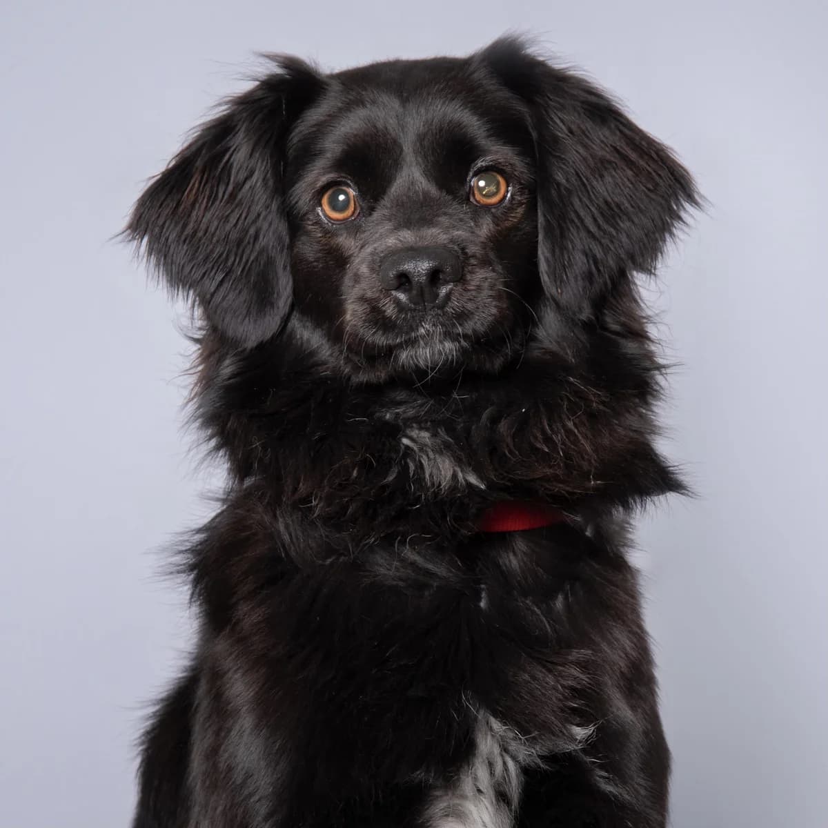 Púca, male Mixed Breed for adoption at Animal Rescue Algarve, Faro