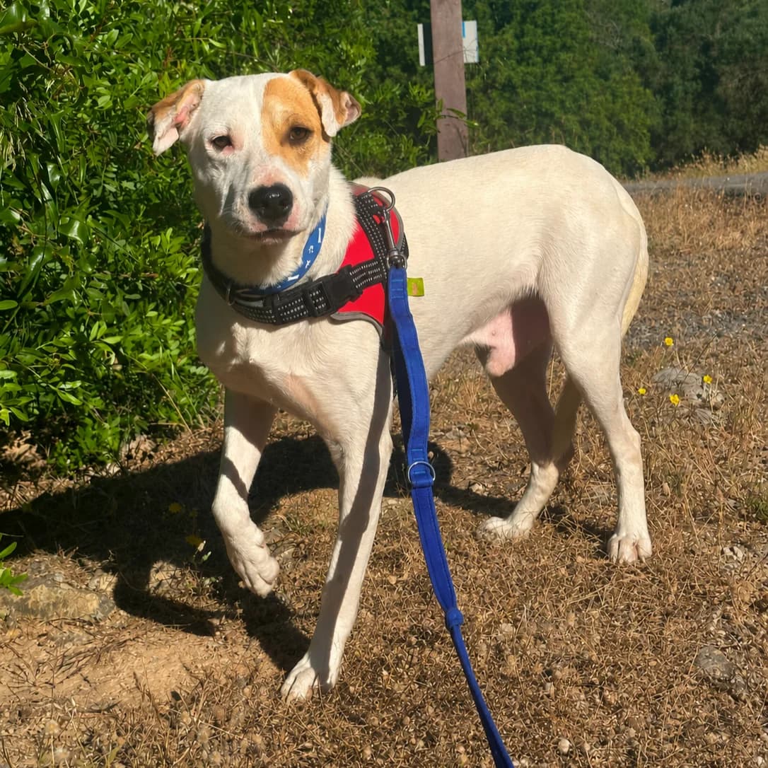 Seal, male Mixed Breed for adoption at Animal Rescue Algarve, Faro