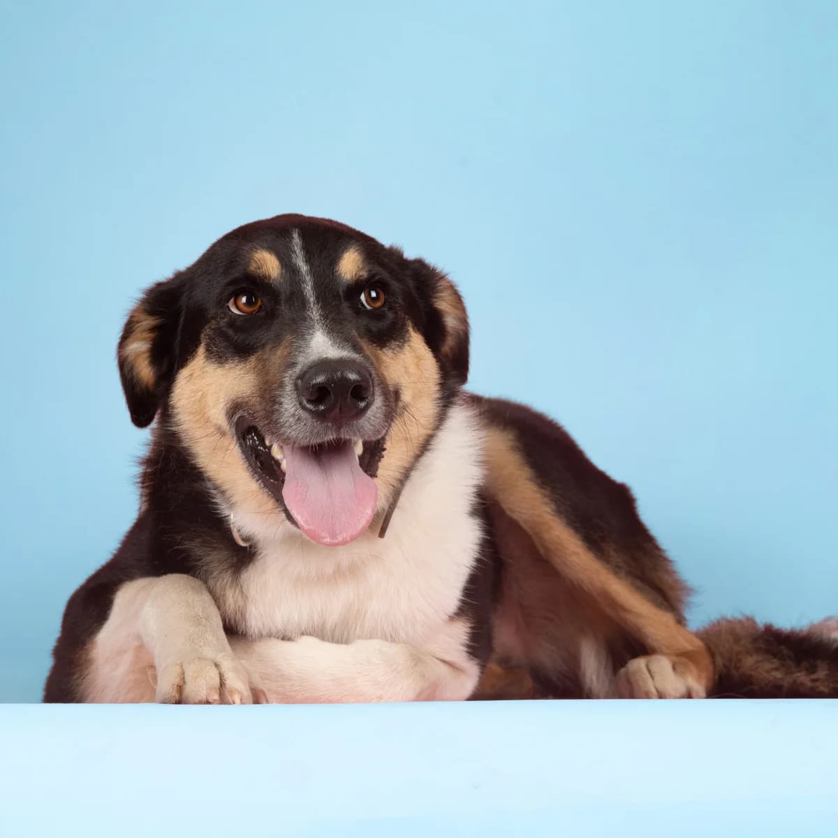 Thar, male Mixed Breed for adoption at Animal Rescue Algarve, Faro