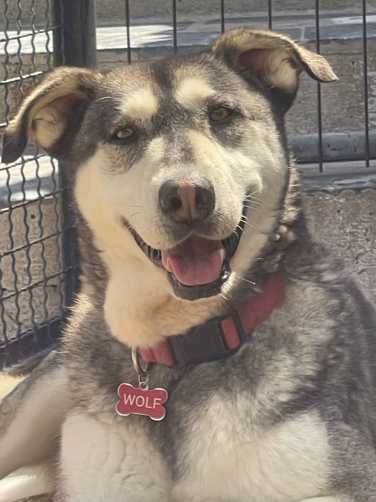 Wolf, Branco, Cinzento male senior Husky for adoption at Associação de Protecção aos Cães Abandonados