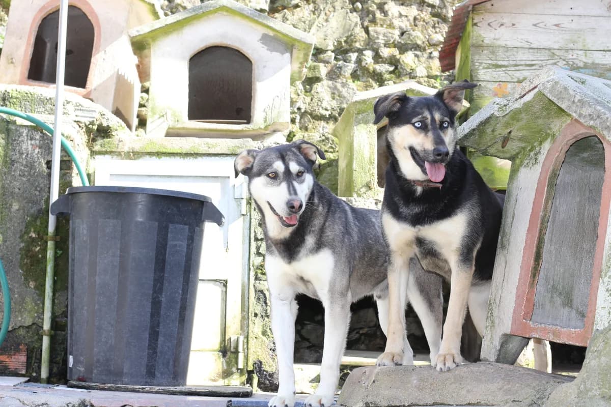Wolf, Branco, Cinzento male Husky for adoption at Associação de Protecção aos Cães Abandonados — photo 2 of 2