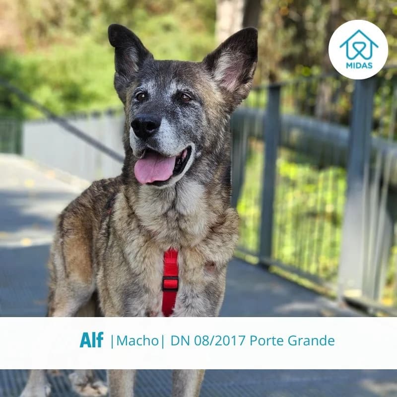 Alf, male Mixed Breed for adoption at Associacao Midas