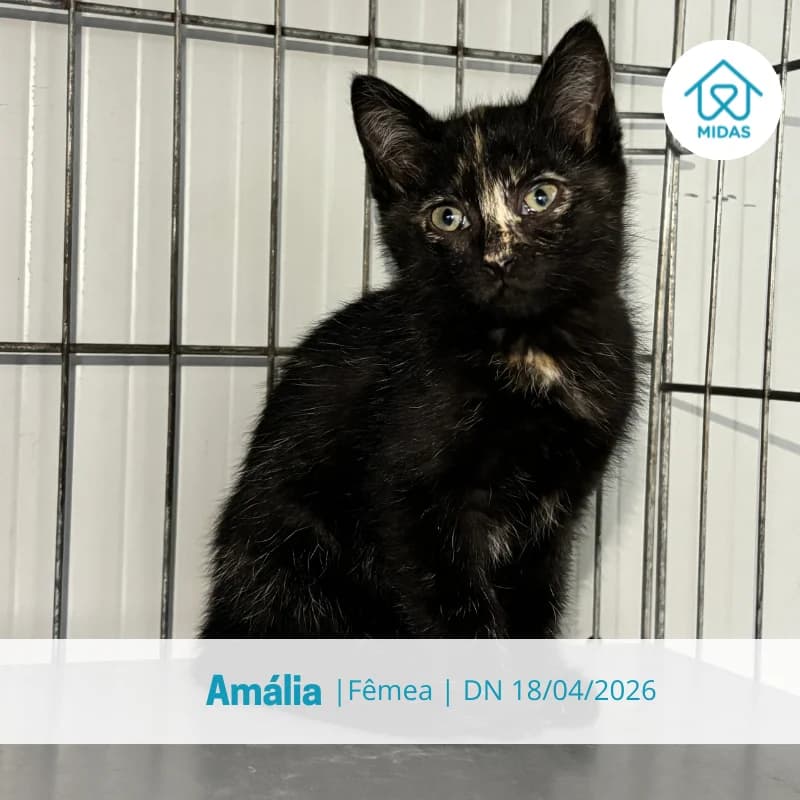 Amália, female puppy Mixed Breed for adoption at Associacao Midas