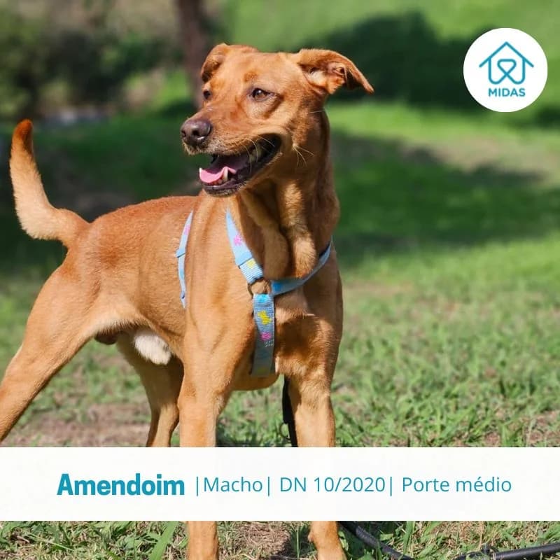 Amendoim, male Mixed Breed for adoption at Associacao Midas