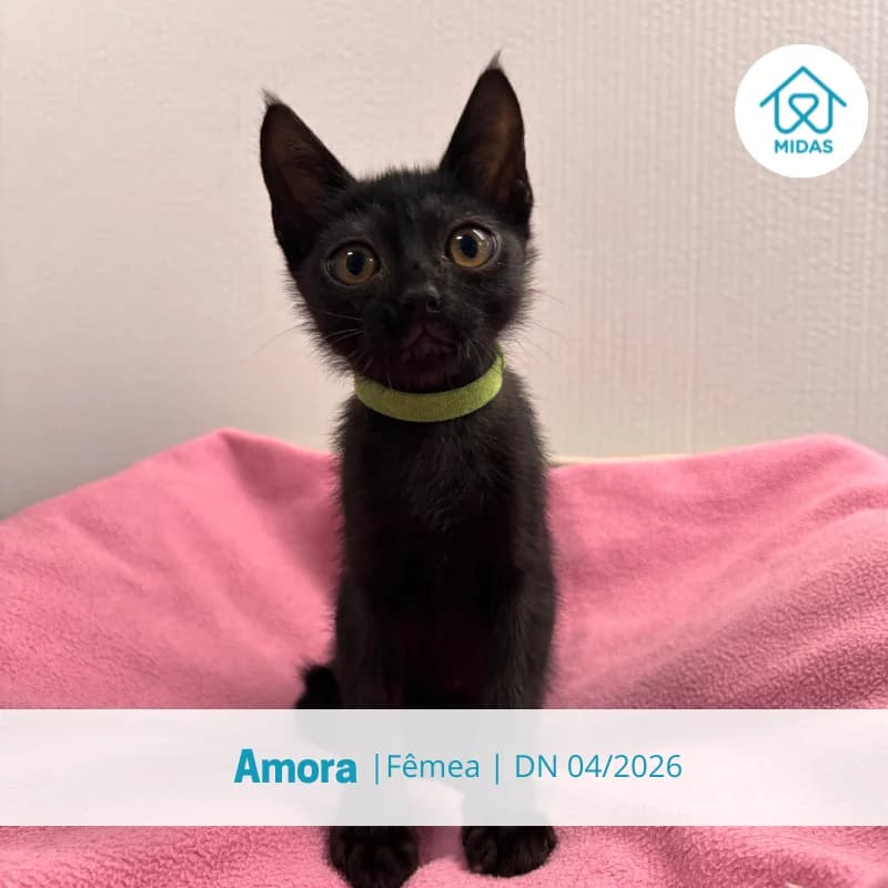 Amora, female puppy Mixed Breed for adoption at Associacao Midas