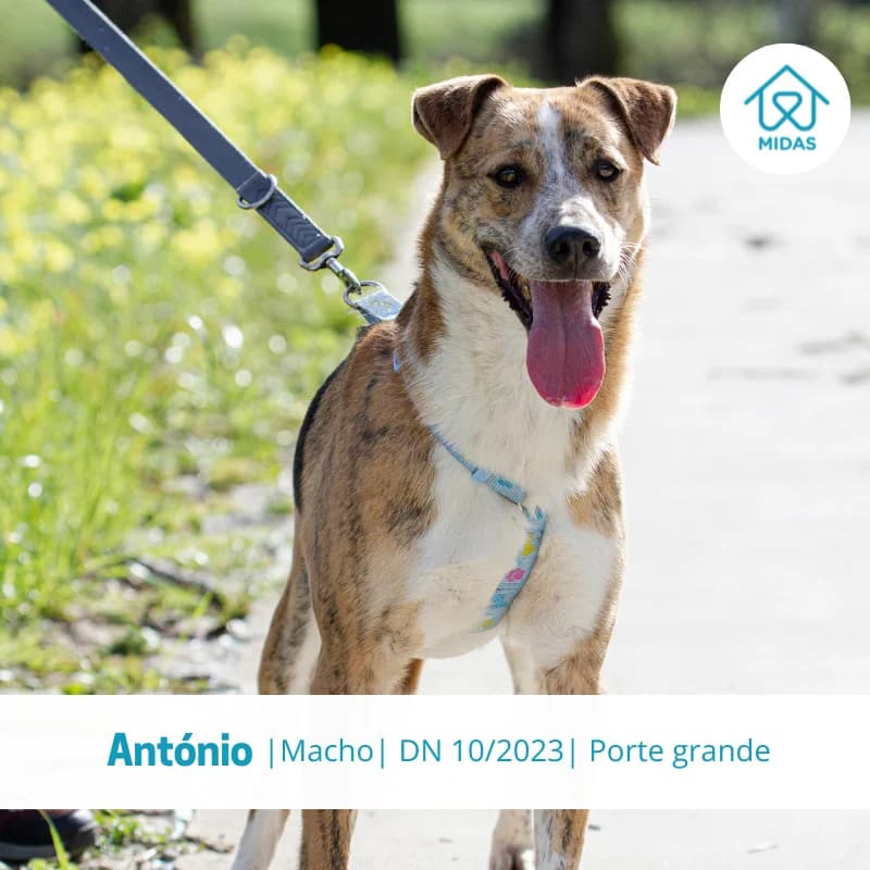 António, male young Mixed Breed for adoption at Associacao Midas
