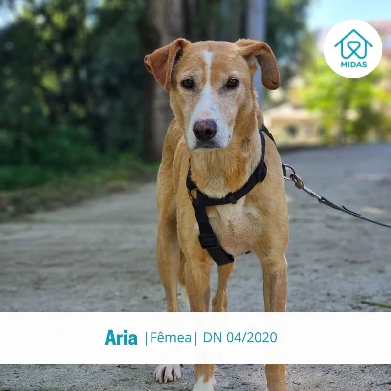 Aria, Mixed Breed (Associacao Midas)