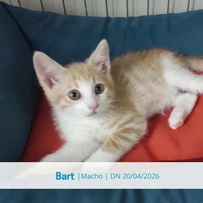 Bart, male puppy Mixed Breed for adoption at Associacao Midas