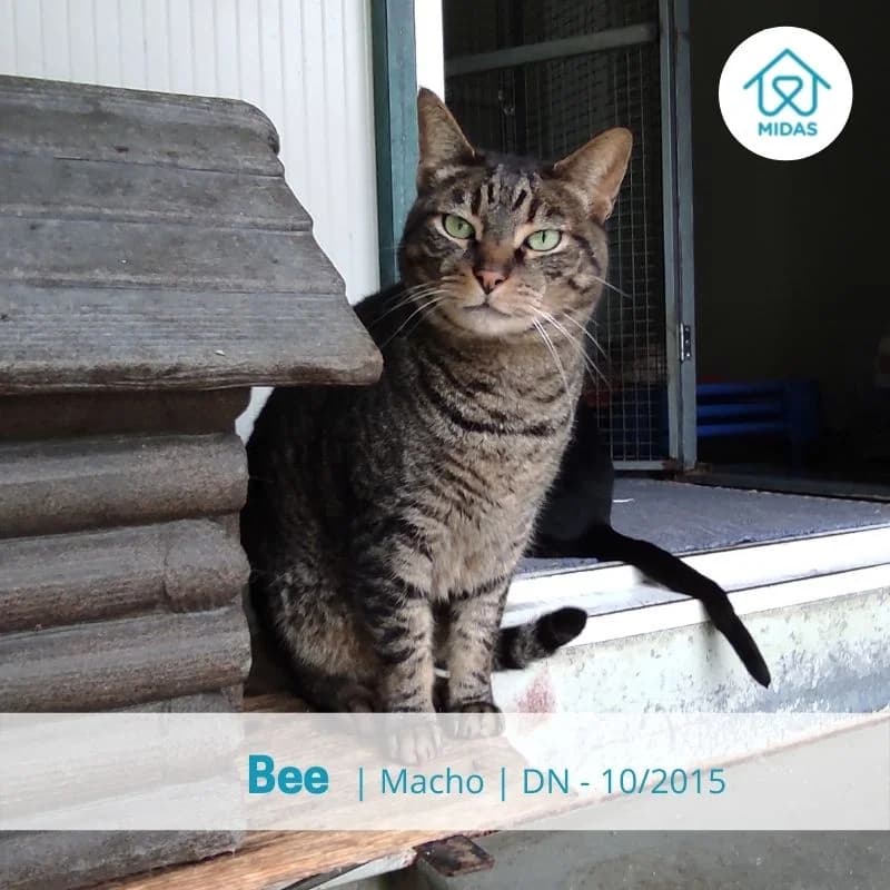 Bee, male senior Mixed Breed for adoption at Associacao Midas