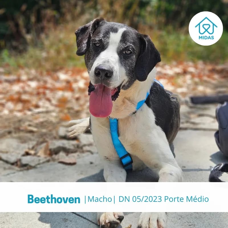 Beethoven, male Mixed Breed for adoption at Associacao Midas