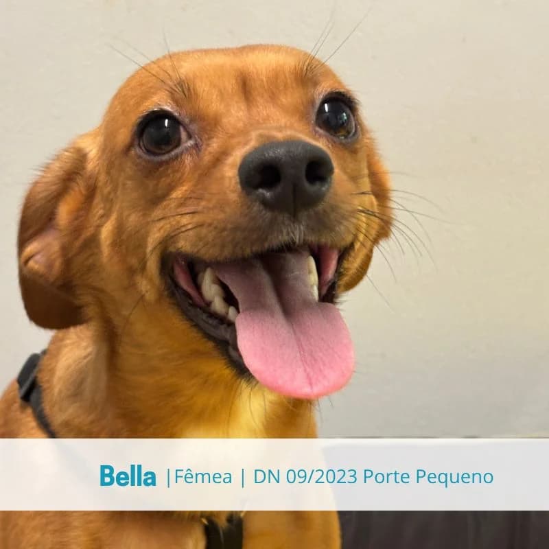 Bella, Mixed Breed (Associacao Midas)
