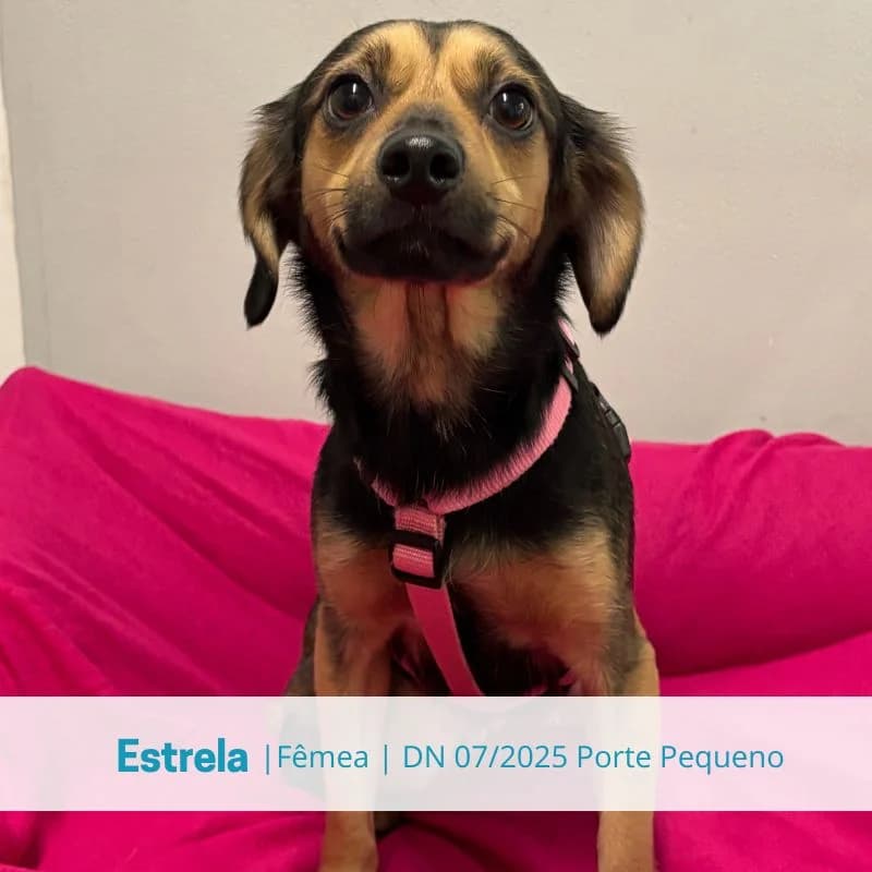 Estrela, Mixed Breed (Associacao Midas)