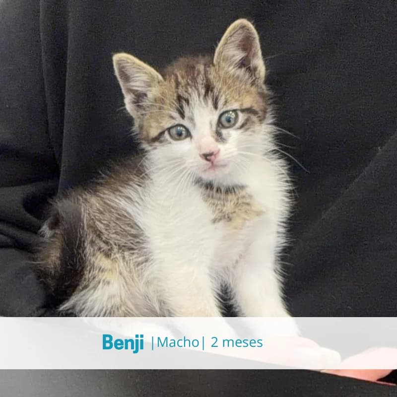 Benji, male puppy Mixed Breed for adoption at Associacao Midas
