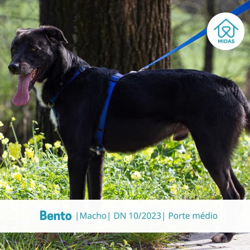 Bento, Mixed Breed (Associacao Midas)