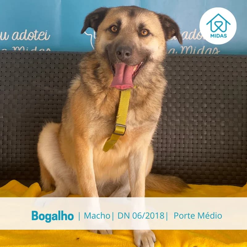 Bogalho, Mixed Breed (Associacao Midas)