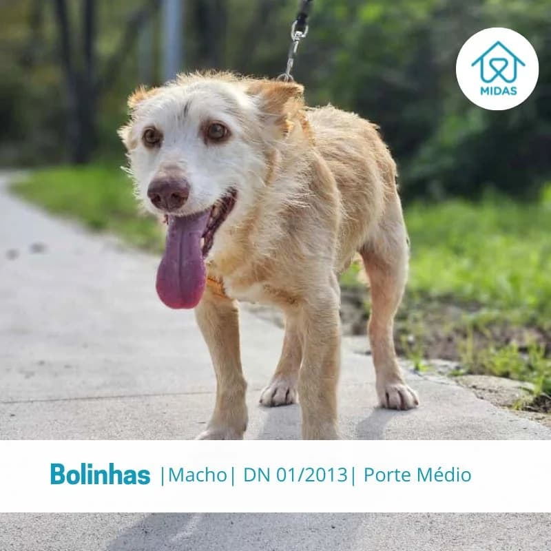 Bolinhas, Mixed Breed (Associacao Midas)