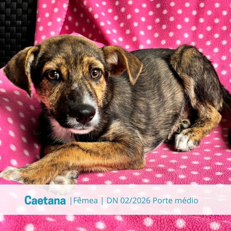 Caetana, female puppy Mixed Breed for adoption at Associacao Midas
