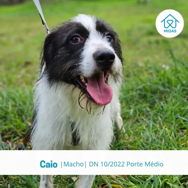 Cairo, Mixed Breed (Associacao Midas)
