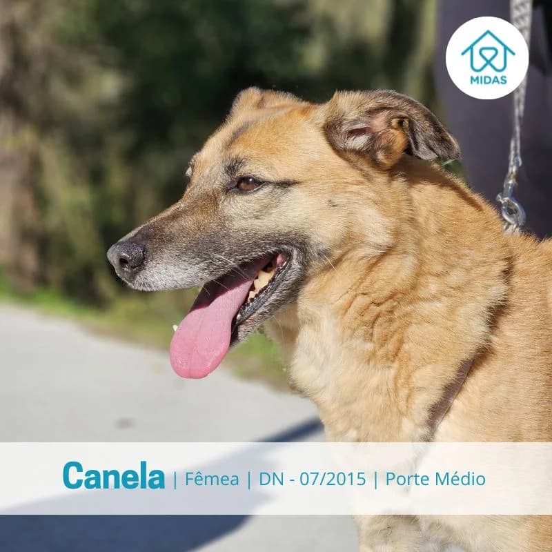 Canela, Mixed Breed (Associacao Midas)
