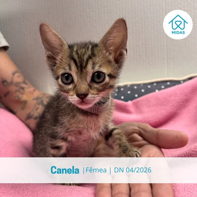 Canela, female puppy Mixed Breed for adoption at Associacao Midas